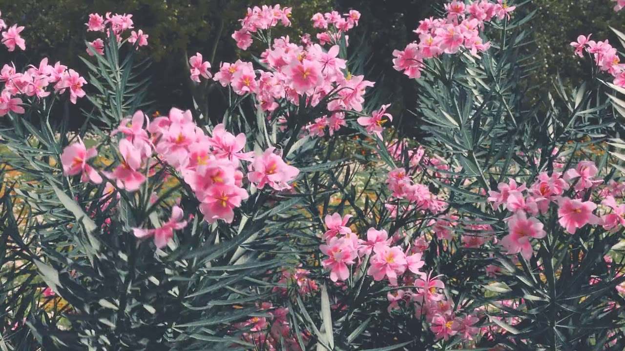 2025년 최고의 Cinema 4D 플러그인 9가지 Forester